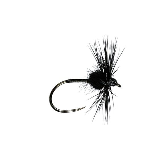 Black Spider Dry