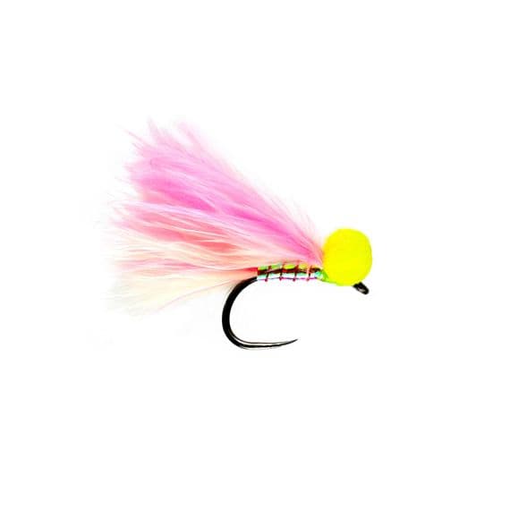 Candyman Booby