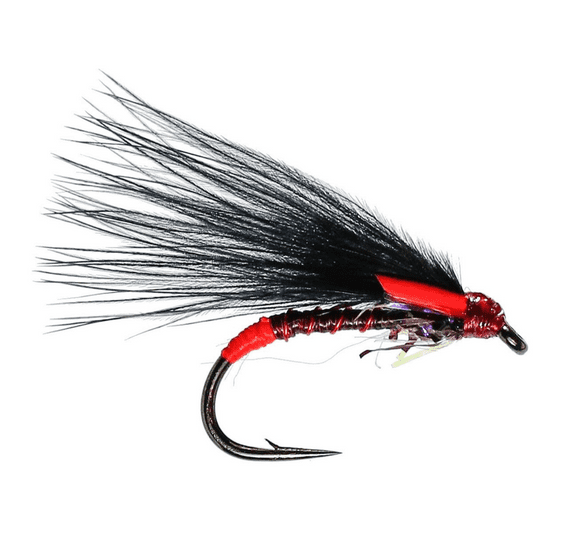 Claret UV Cormorant