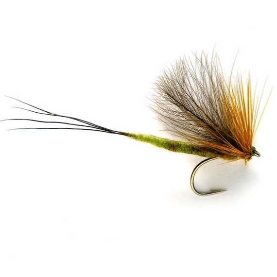 Connemara May Fly