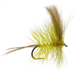 Corrib Mayfly