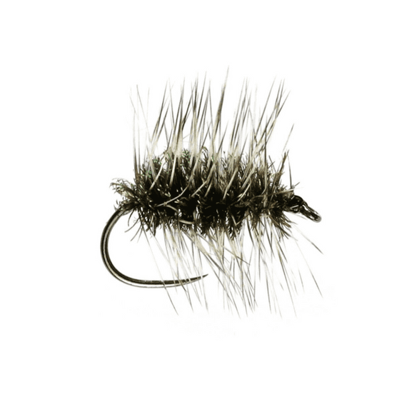 Griffiths Gnat