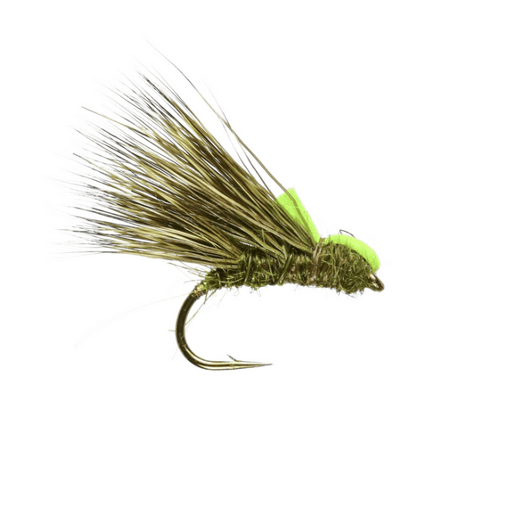 Olive Sedgehog