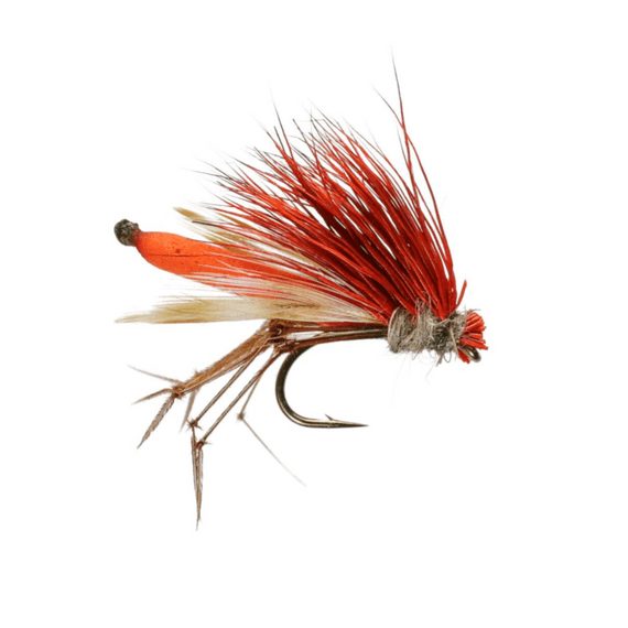 Orange Daddyhog
