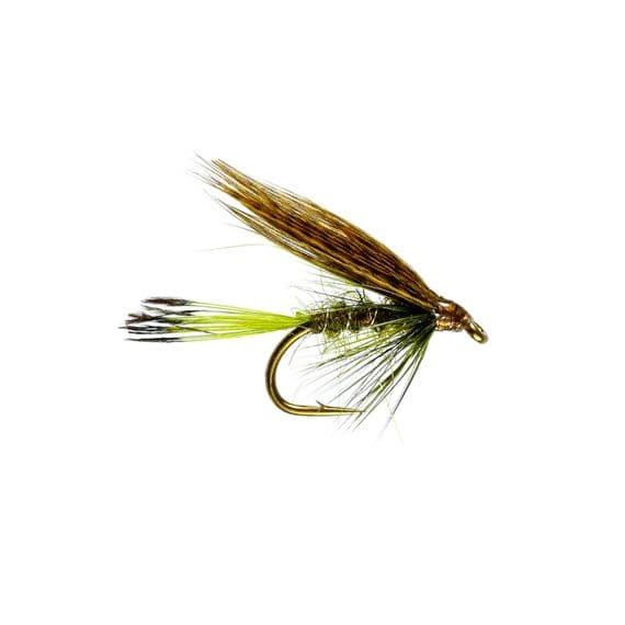 Sooty Olive