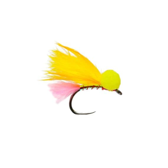 Sunburst Booby