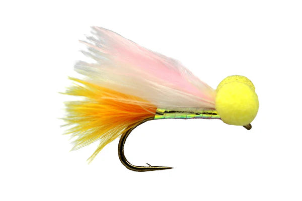 Sunburst Candy Man Booby