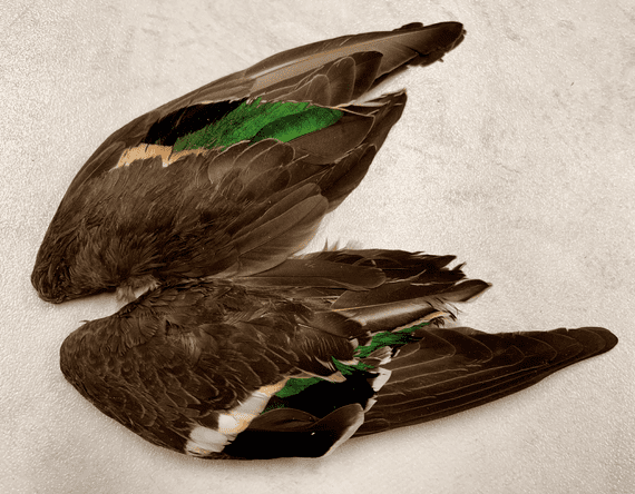 Teal Duck Wings