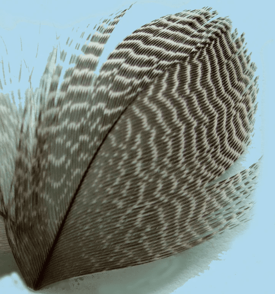 Teal Flank Feathers